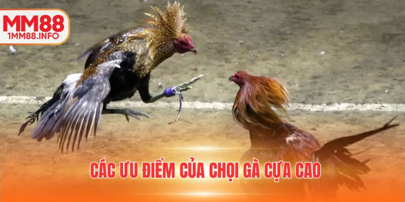 Các ưu điểm của chọi gà cựa cao