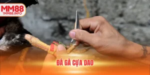 Đá gà cựa dao