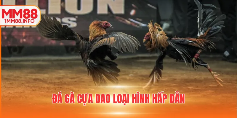 Đá gà cựa dao loại hình hấp dẫn