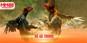 đá gà Thomo