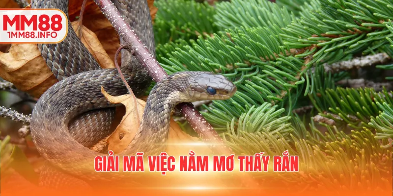 Giải mã việc nằm mơ thấy rắn