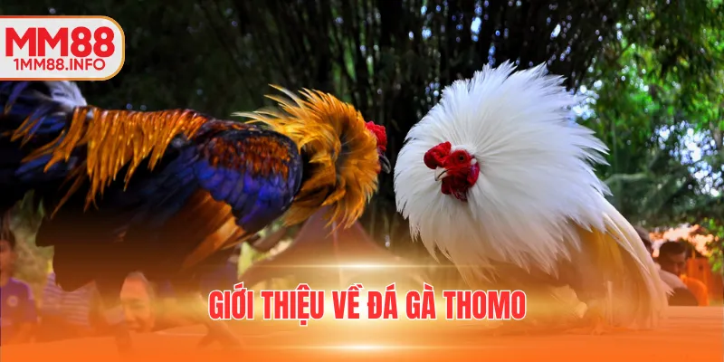 Giới thiệu về đá gà Thomo