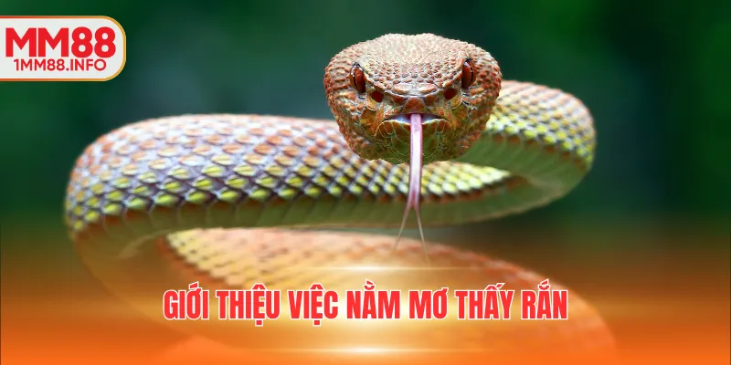 Giới thiệu việc nằm mơ thấy rắ