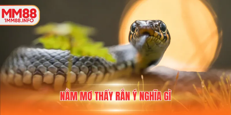 Nằm mơ thấy rắn ý nghĩa gì