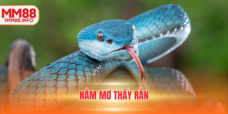 nằm mơ thấy rắn