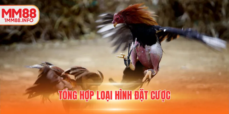 Tổng hợp loại hình đặt cược